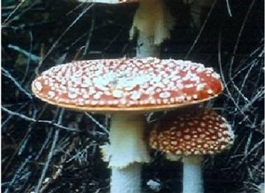 Amanita Muscaria