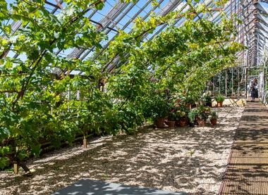 The vinery 