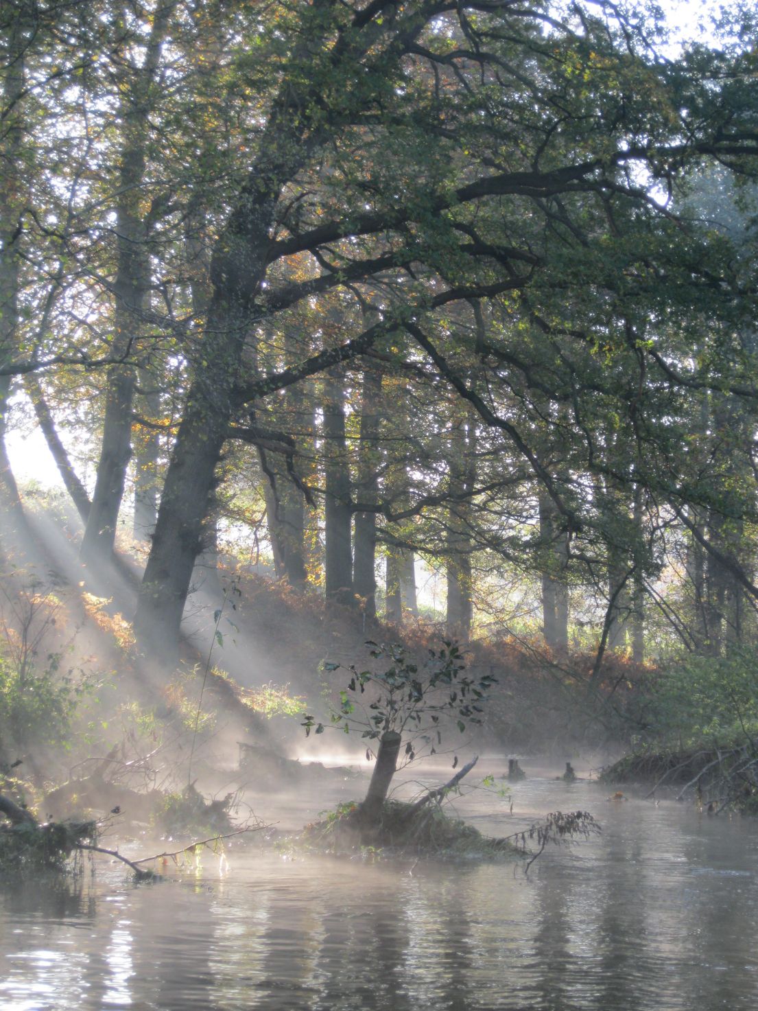 A picture of a river winding though a wooded area, the sunlight specking through the branches highlighting the mist above the water.