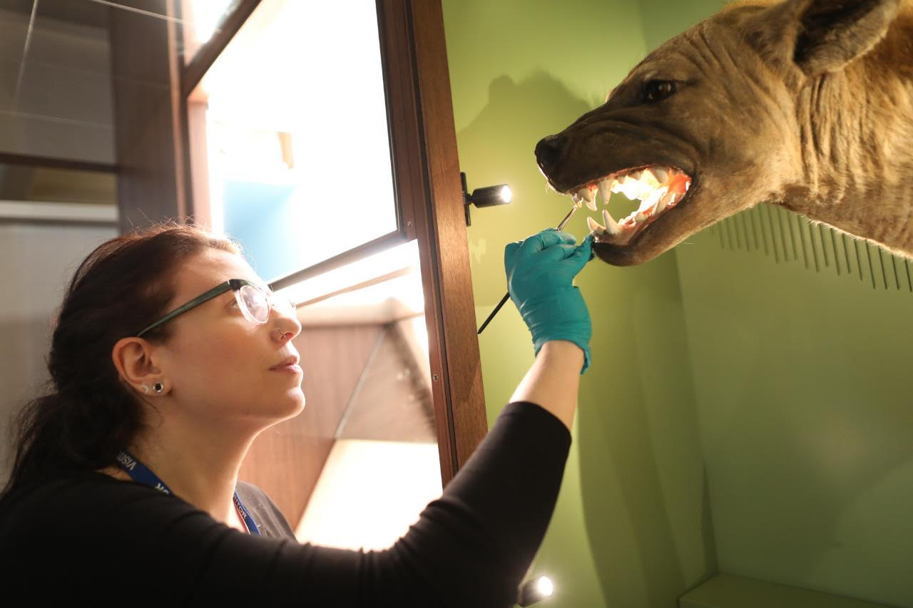 Woman wearing latex gloves cleaning the teeth of a hyena's head mounted on a wall.