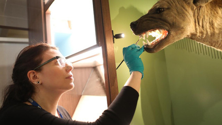 Woman wearing latex gloves cleaning the teeth of a hyena's head mounted on a wall.