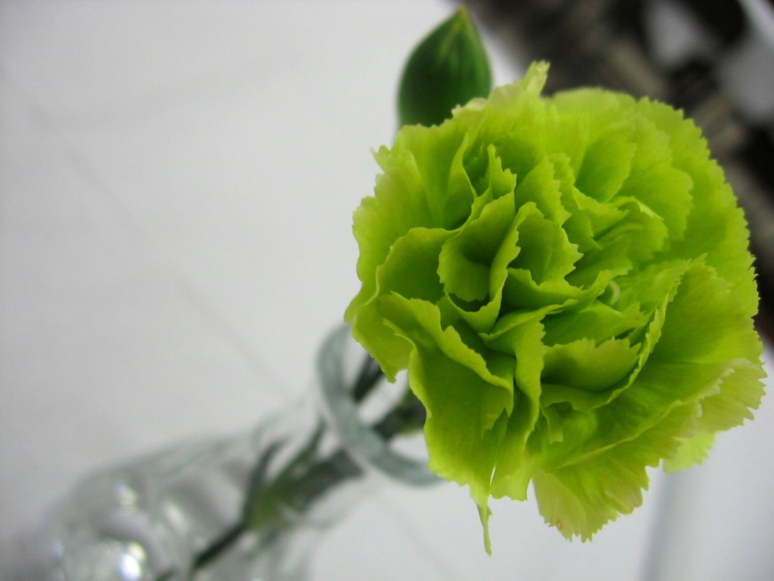 A single green carnation flower in a small vase.