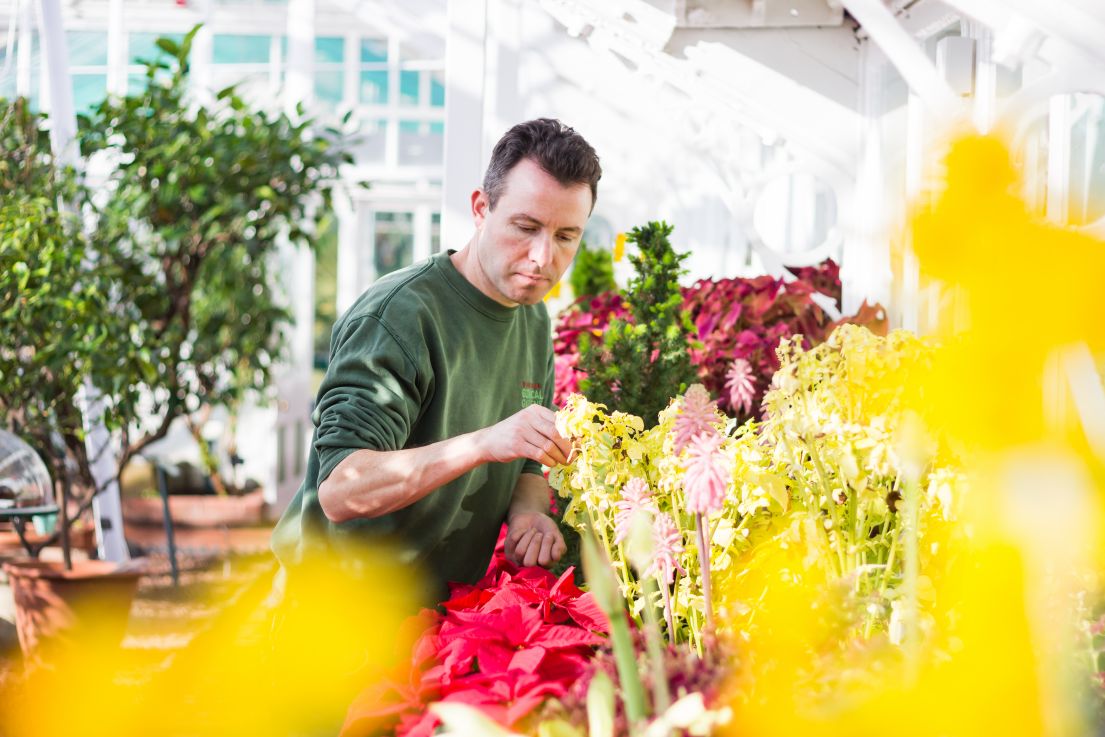 A man in a green sweatshirt, stood in a plant glass house, attending to an array of colourful potted plants and flower.