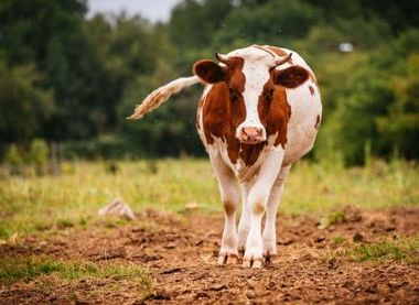 One of 70 cows at the manor