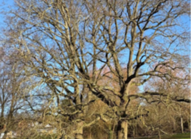 Harborough Woodland