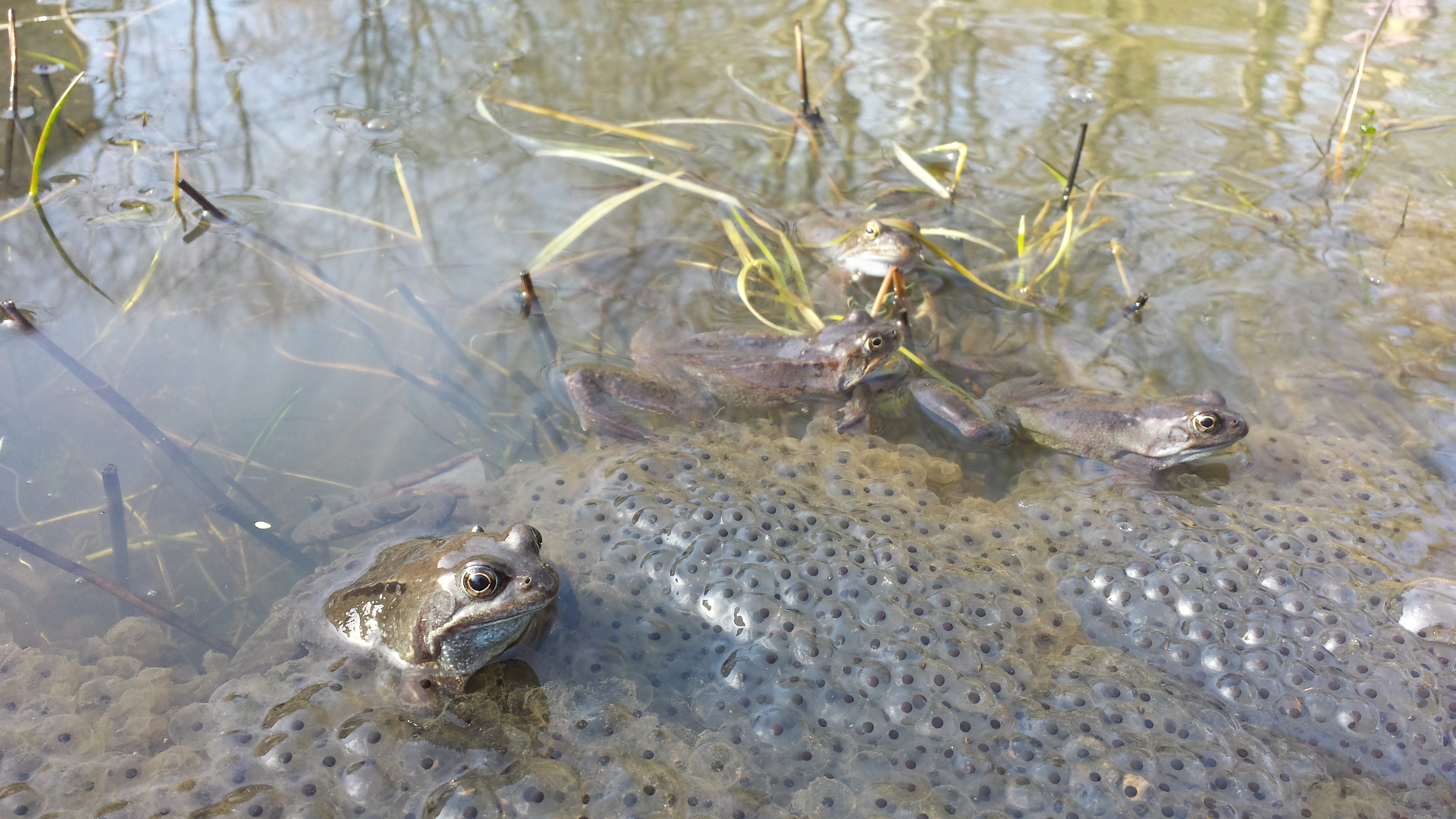 A close up of four frogs and frogspawn in a pond.