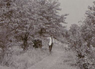 Courtesy of Gardener's Chronicle