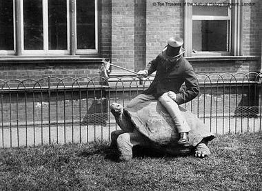 ©The Trustees of the Natural History Museum, London