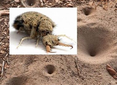 The Antlion and the underground home