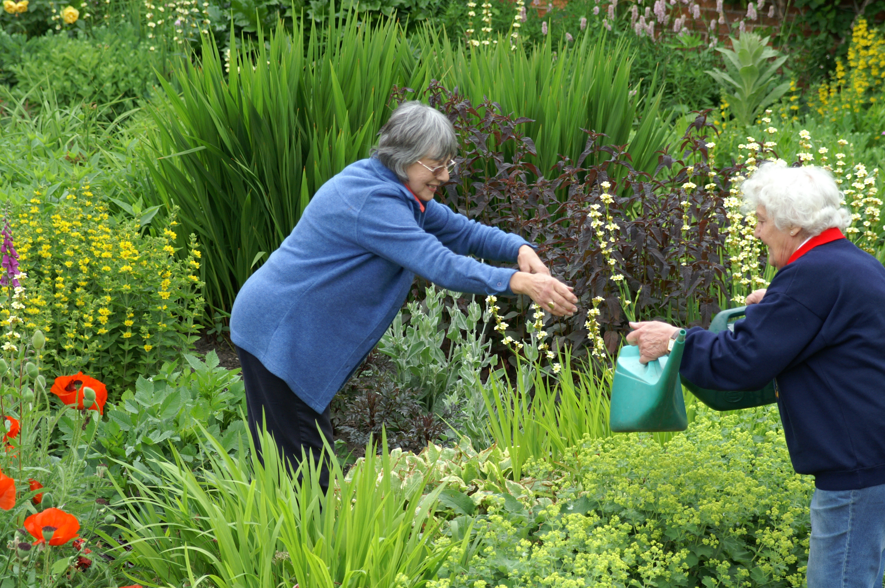 Two older women passing a watering can among vibrant garden greenery and red poppies.