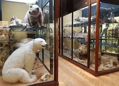 ©The Trustees of the Natural History Museum, London