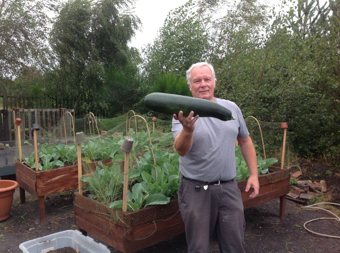 A man with grey hair, grey top and trousers holding up an impressively sized courgette which he grew in his allotment, which is seen behind him.