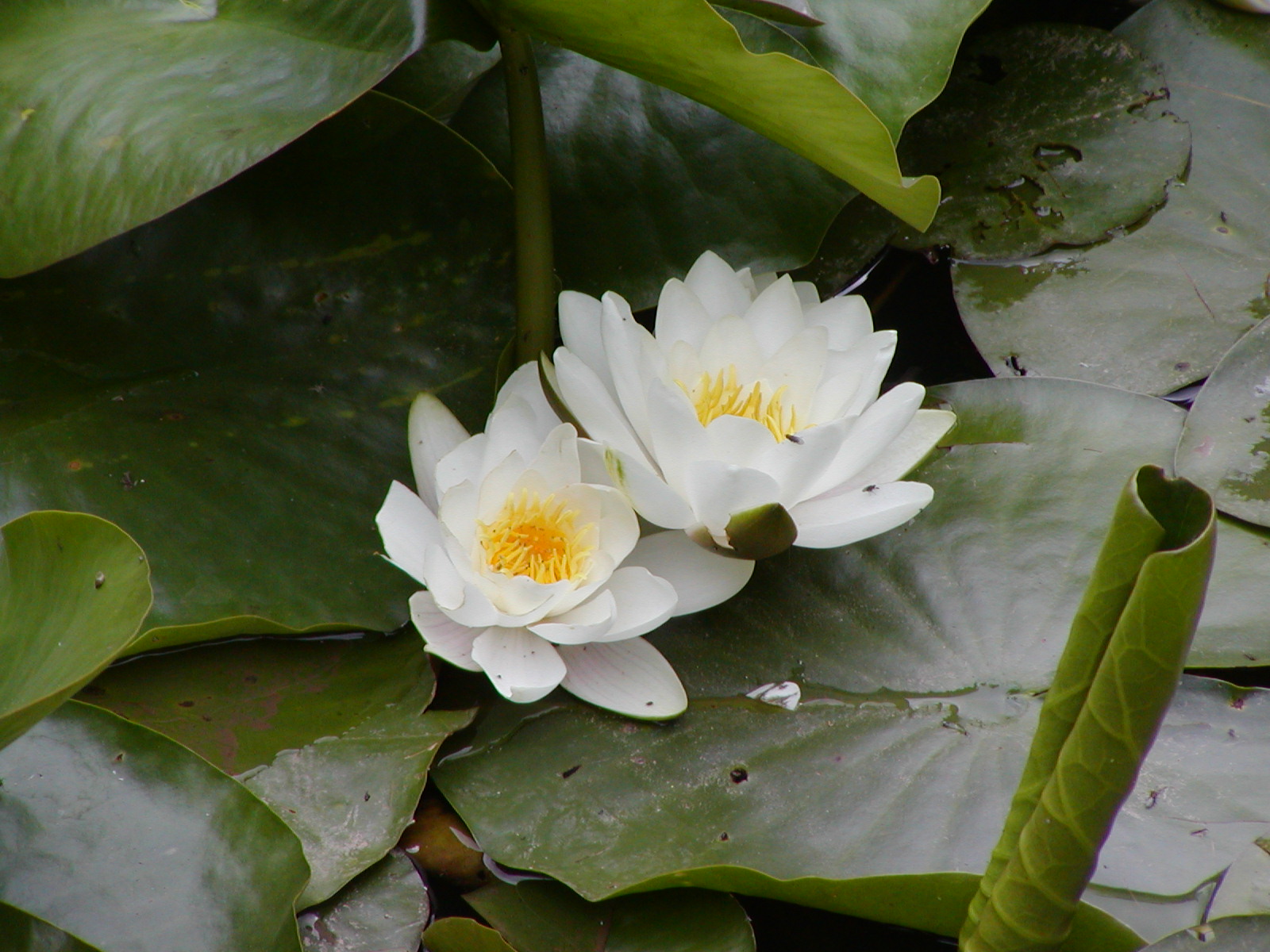 White water lilies blooming on a pond.