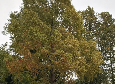 Harborough Woodland