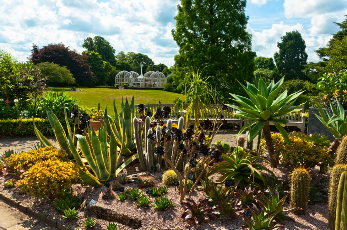 A garden bed  full of cacti and various plants, surrounded by benches, with a large green lawn and glass house in the background.