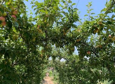 Apple tunnel