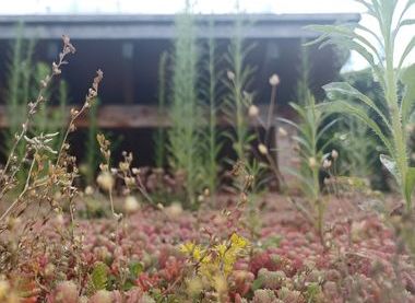 TCV Hollybush