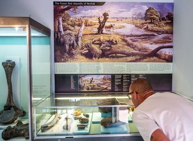 Norfolk Museums Service