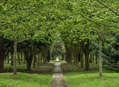 The Parks Trust