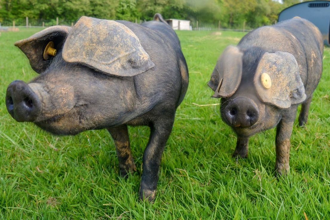 A close up of two Large Black pigs standing next to each other on grass facing forwards. Their big ears flop over their eyes.