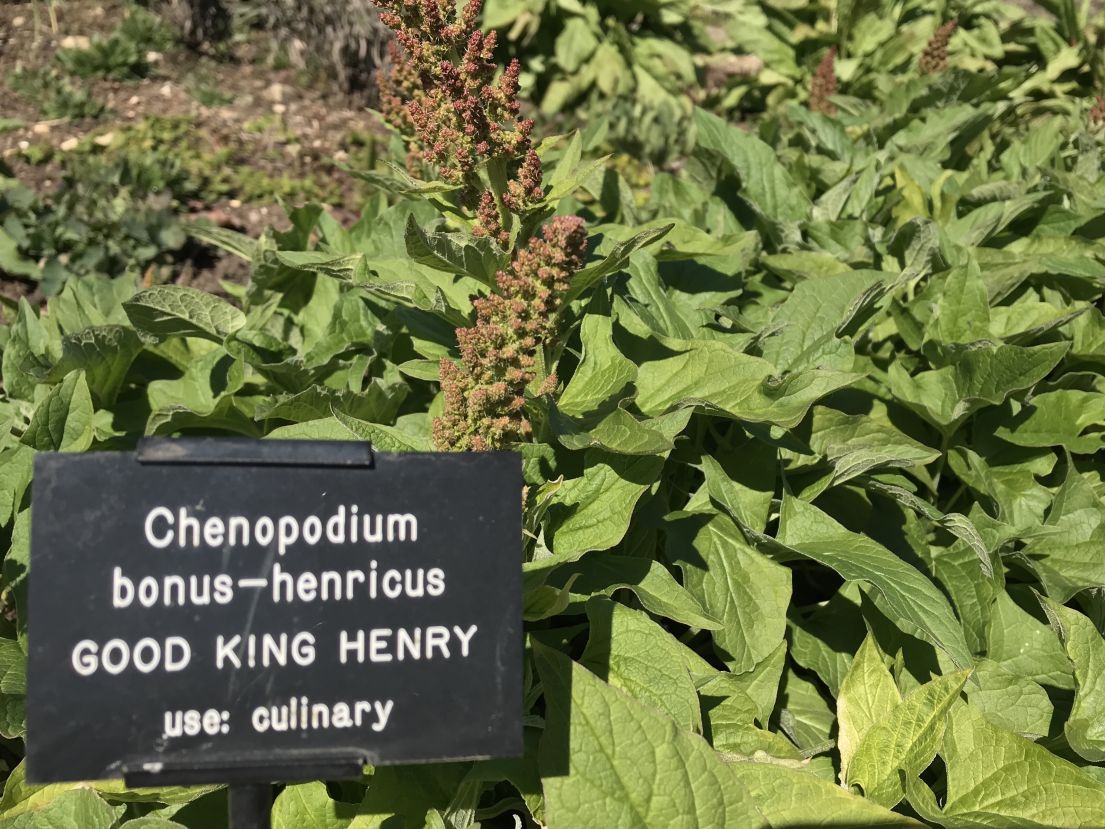 A sign of a green plant with a sign that reads 'Good King Henry, or Chenopodium bonus-henricus,'