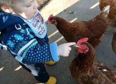 Dodford Children's Farm