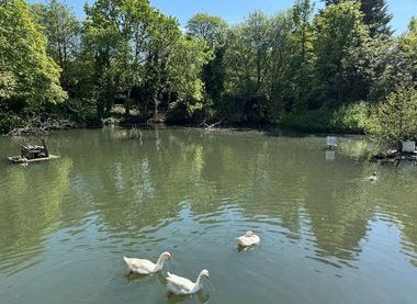 Wildfowl Reserve