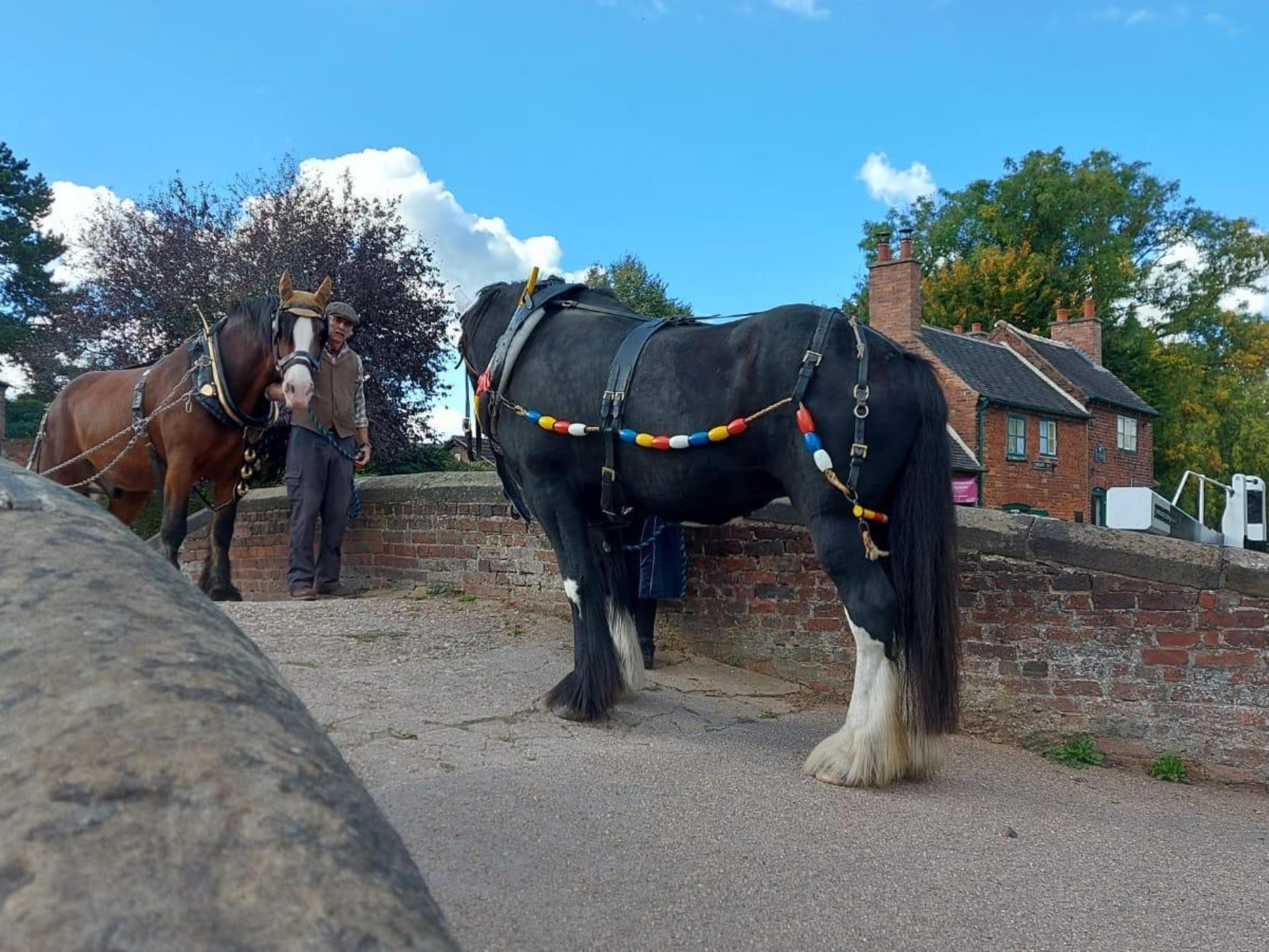Two shire horses on a bridge over a canal with brick cottages in the background.