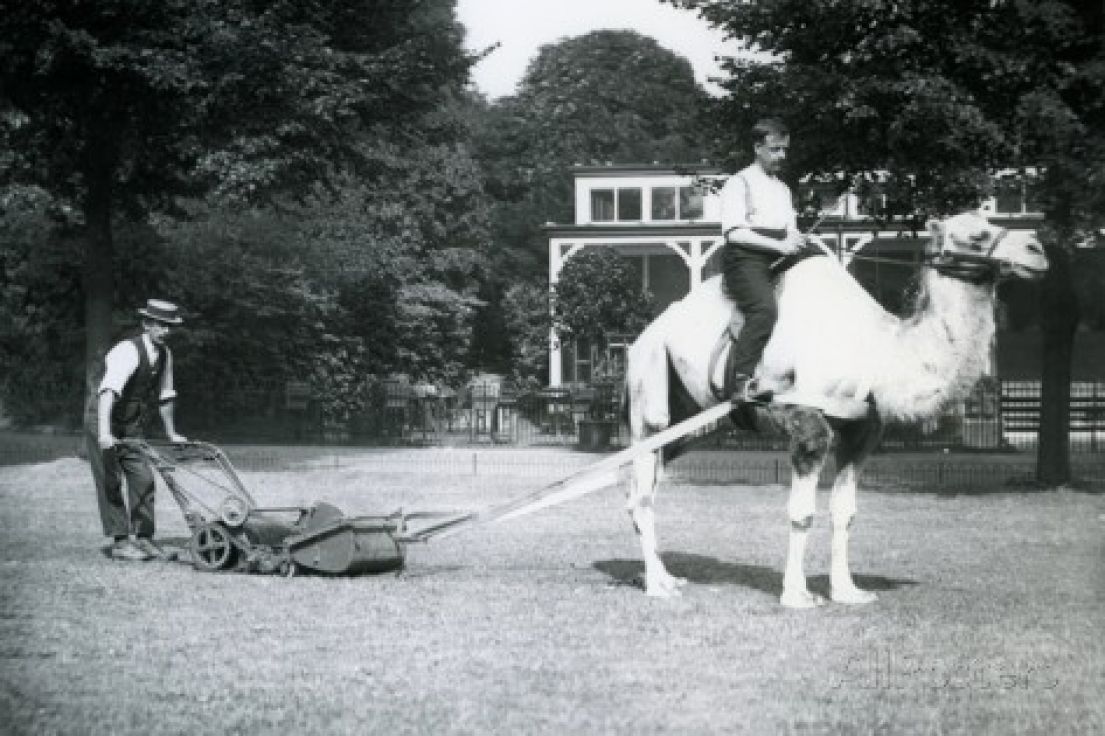 A black and white image of a man sat on a camel which is pulling a metal lawnmower, which is being directed by a man wearing a boater hat.