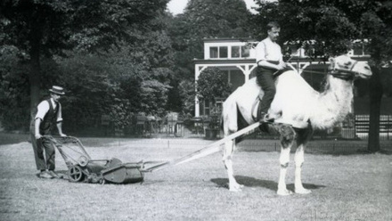 A black and white image of a man sat on a camel which is pulling a metal lawnmower, which is being directed by a man wearing a boater hat.