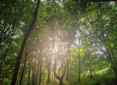 Friends of Bailey's Wood