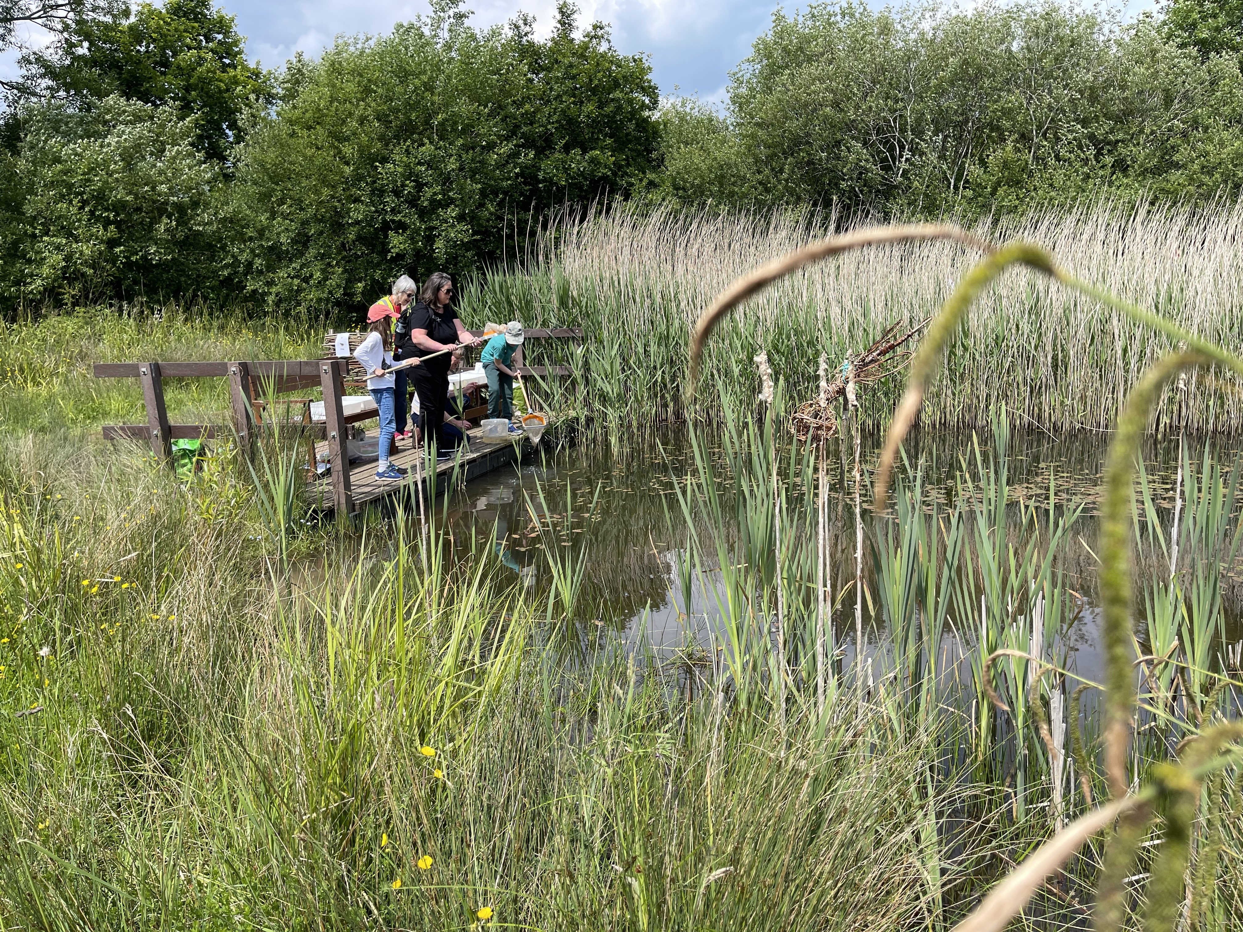 Family group pond dipping from a bit of decking over a pond surrounded by tall  grass.