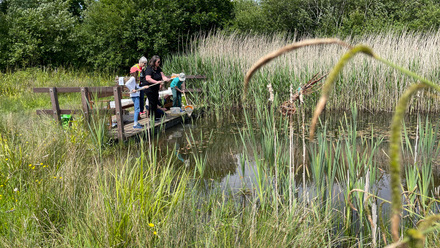 Family group pond dipping from a bit of decking over a pond surrounded by tall  grass.