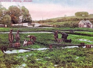 Gadespring Cress Beds