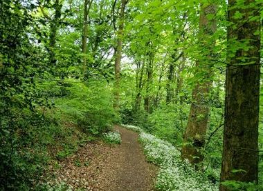 Friends of Graves Park: Ancient Woodland in Graves Park