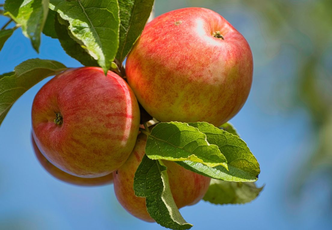 Four apples on a leafy branch of a tree.