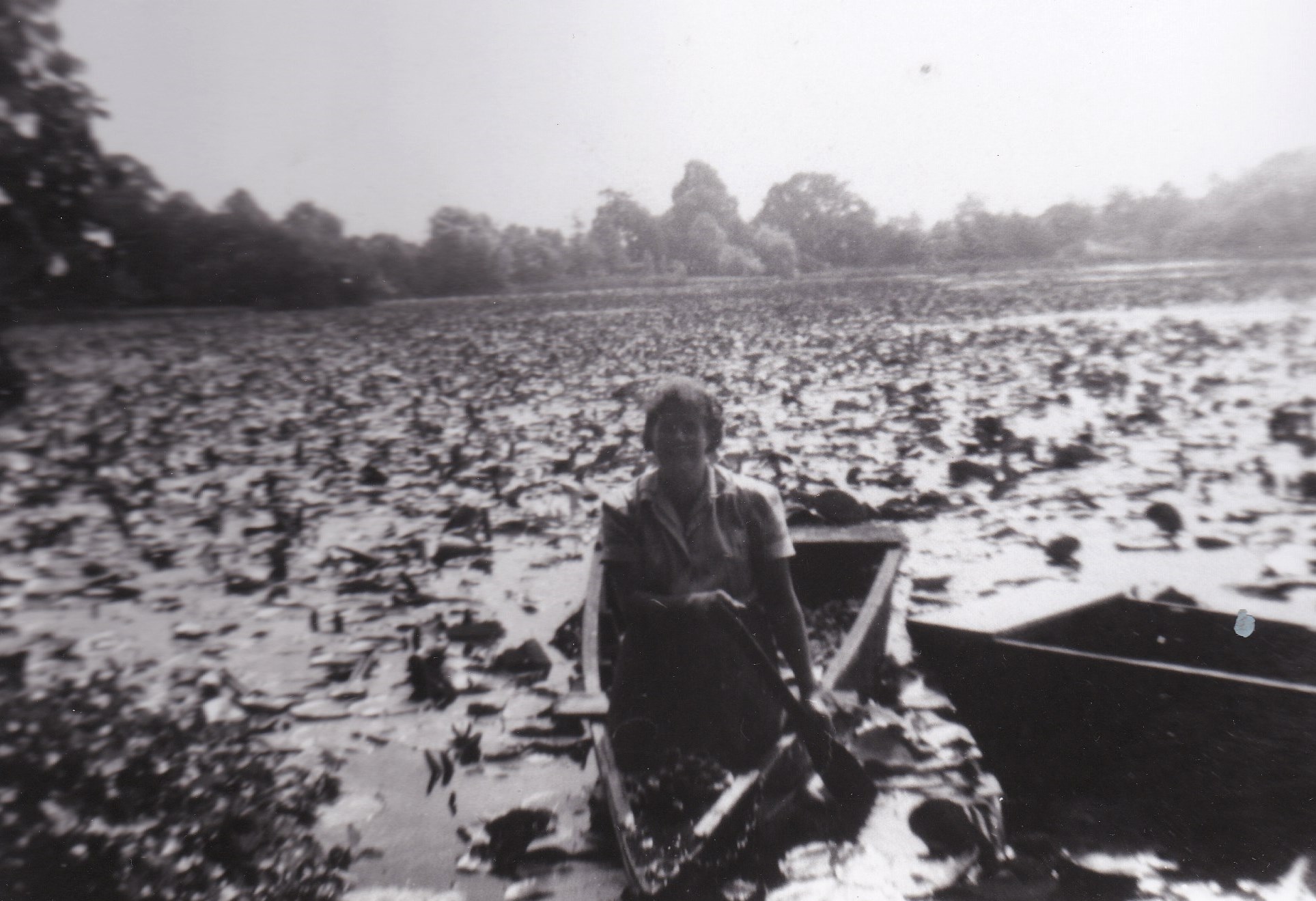 Old photograph of woman in short sleeve blouse paddling a shallow row boat on a very large lily pond.