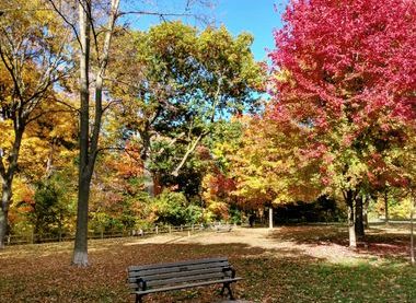 Autumn trees in Thornton Park