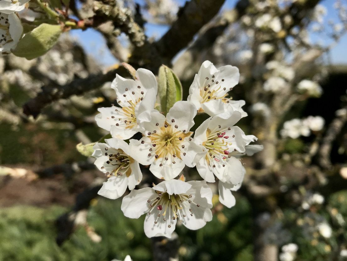A white blossoming flower from a tree.