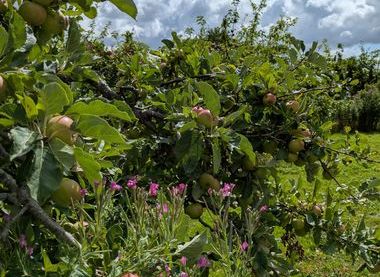 Ampleforth Abbey Orchard