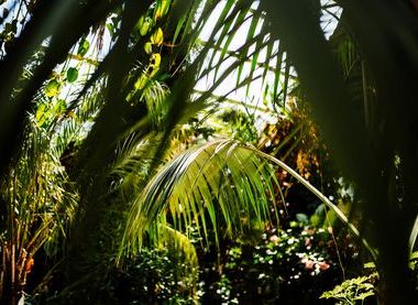Sefton Park Palm House 