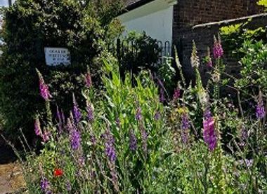 Rewilded Garden 