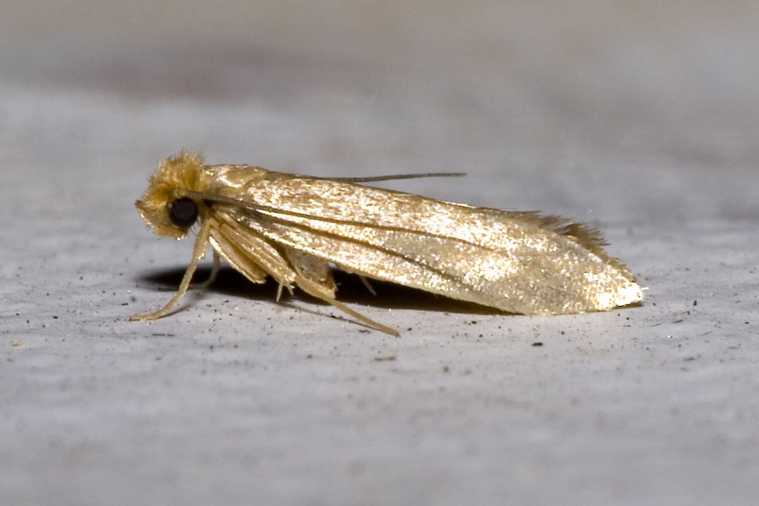 A small beige moth.