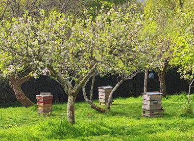 National Trust Images\James Masters - The Orchard with Beehives