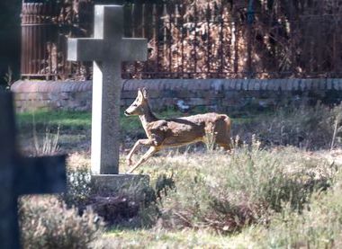 Brookwood Cemetery