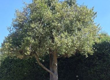'Handsworth New silver', Ilex Aquifolium Cultivatars. Handsworth Museum, Sheffield