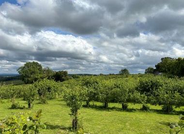 Ampleforth Abbey Orchard