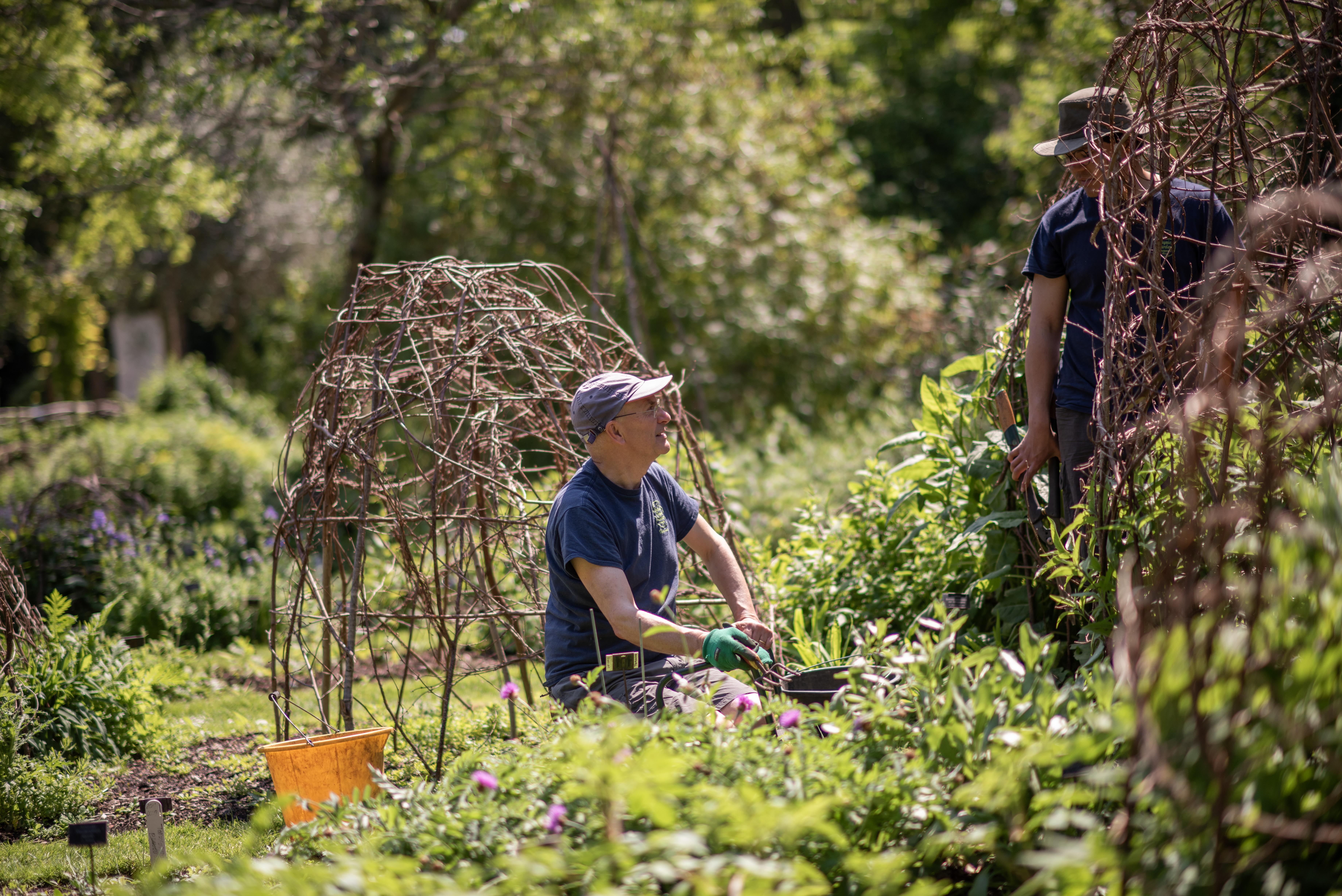 Two men working in a garden with domed structures made of woven wood lattice.