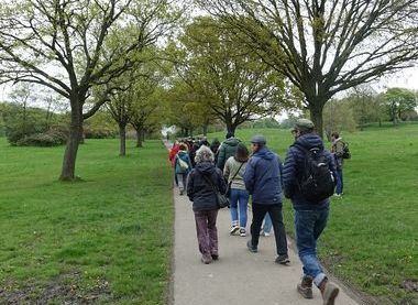 Ancient Treeline in Graves Park Woodland