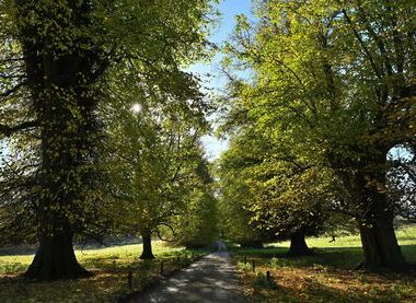 ©National Trust Images/Steve Franklin